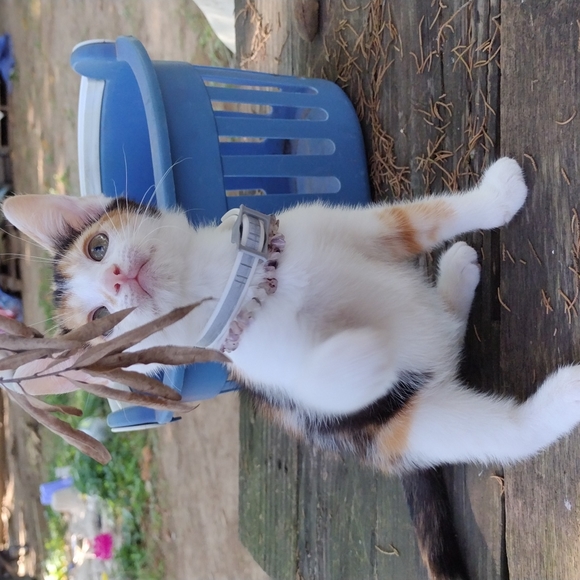 Gypsy! - Picture 5 of 5